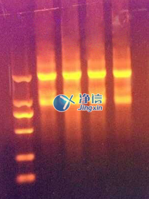 研磨儀快速提取動物組織中的總RNA實(shí)驗(yàn)
